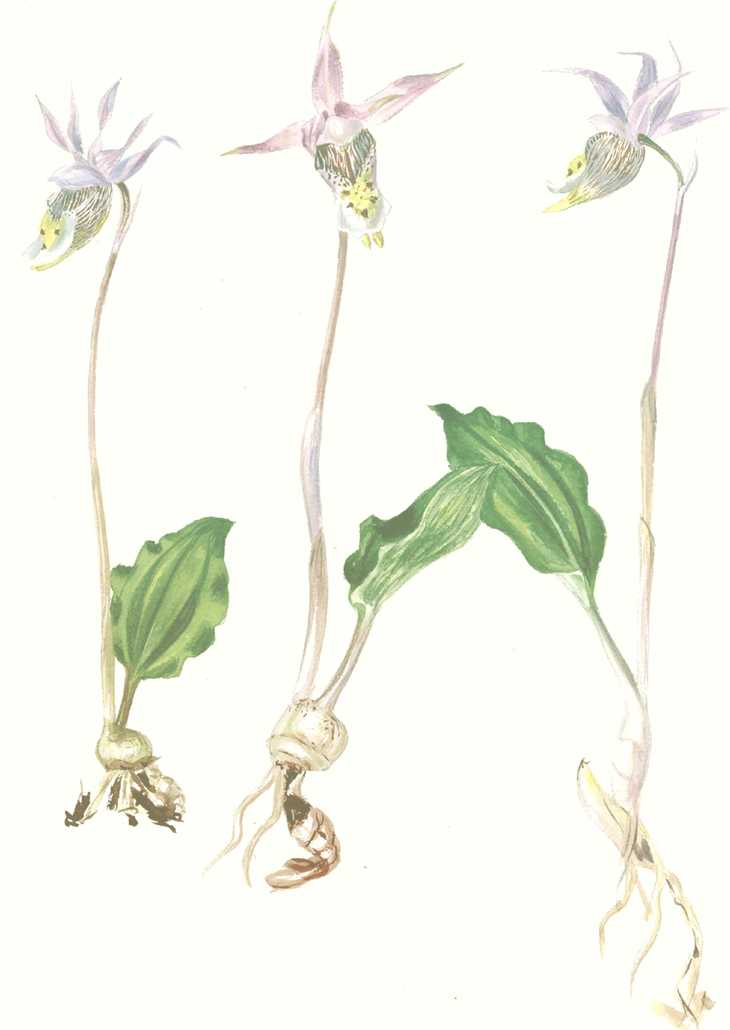 Aquilegia formosa