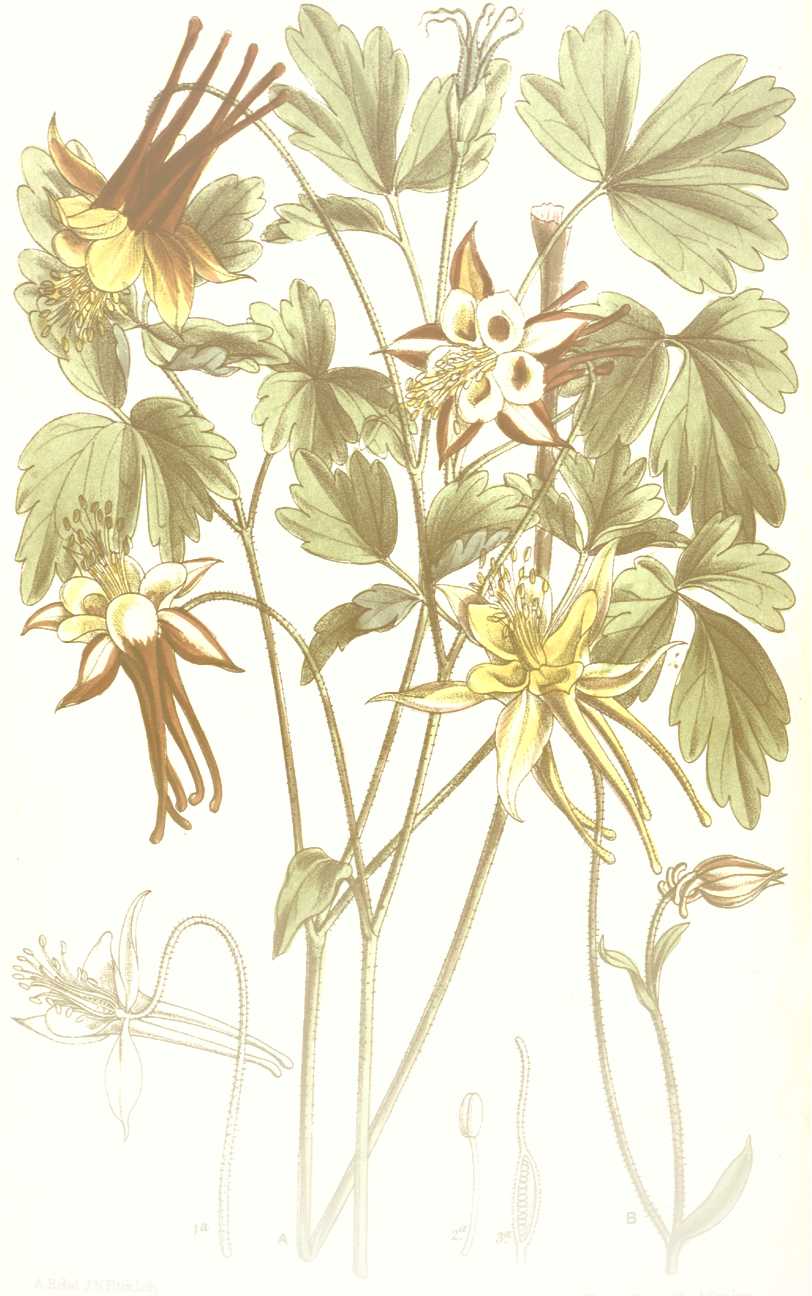 Aquilegia formosa