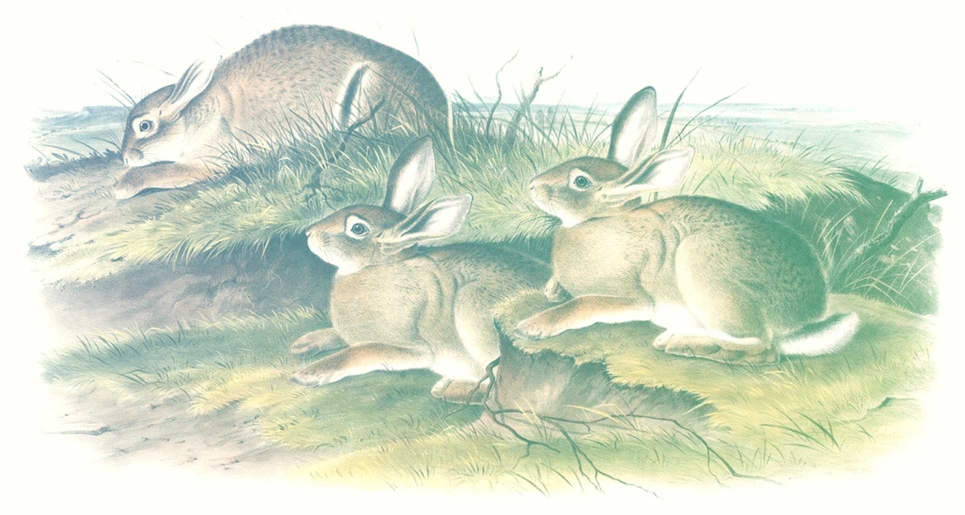 Sylvilagus bachmani