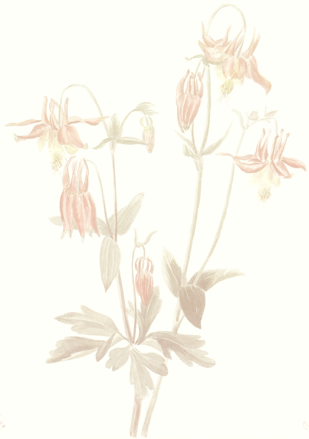 Aquilegia formosa