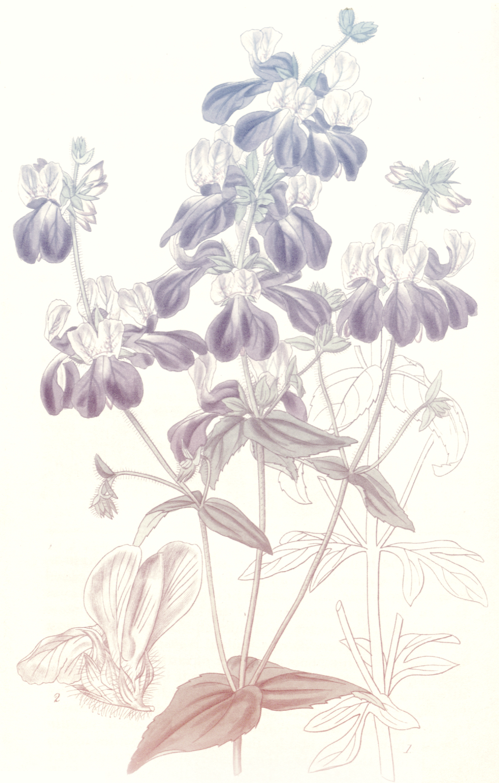 Collinsia heterophylla